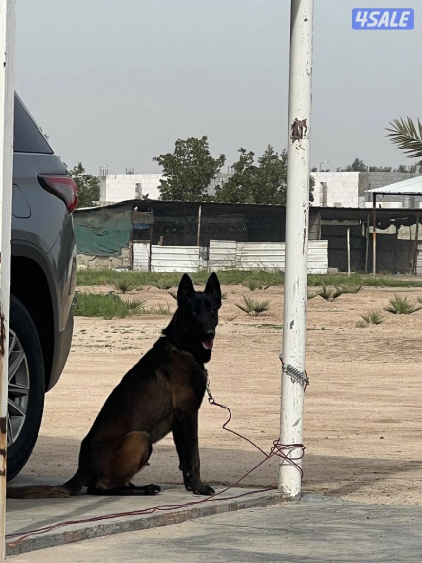 جيب روبيكون